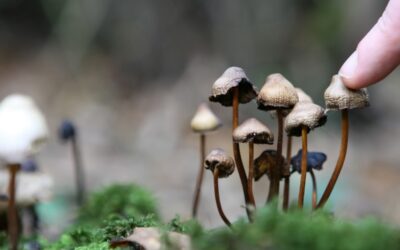 Global Functional Mushroom Market Size, Share, Growth Opportunities & Global Industry Forecast Report, 2020-2027