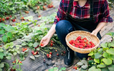 Strawberry Picking Near Me (Best Places 2023)