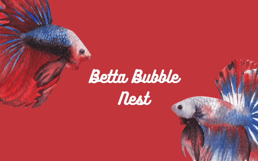 Betta Bubble Nest