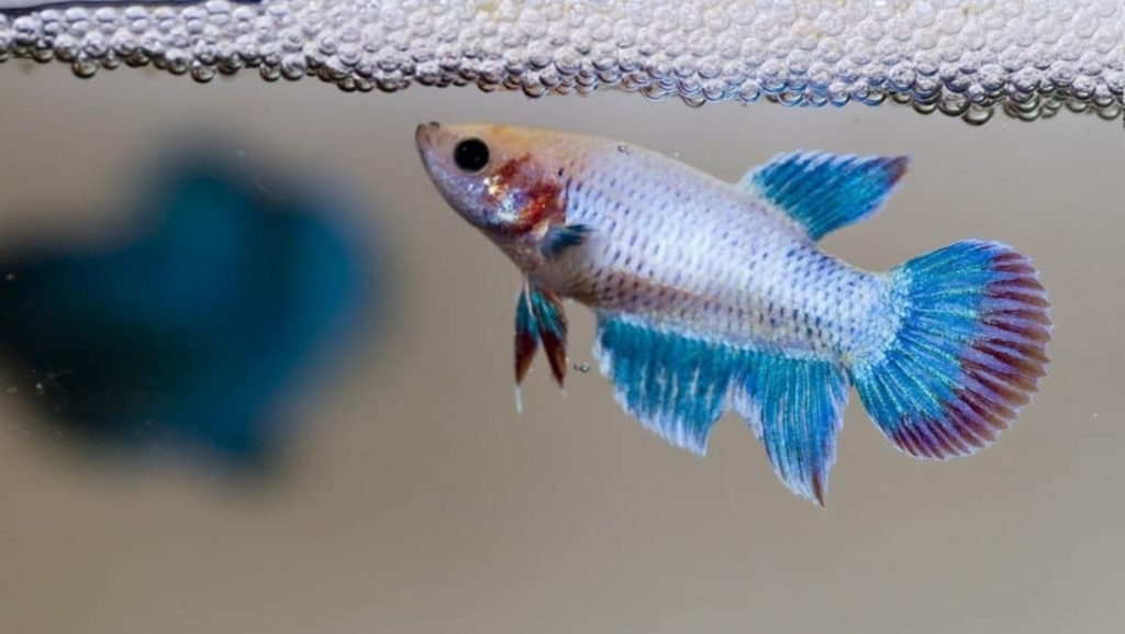 pregnant female betta fish