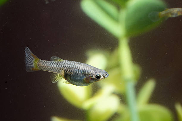 How to Tell If a Guppy Is Pregnant 
