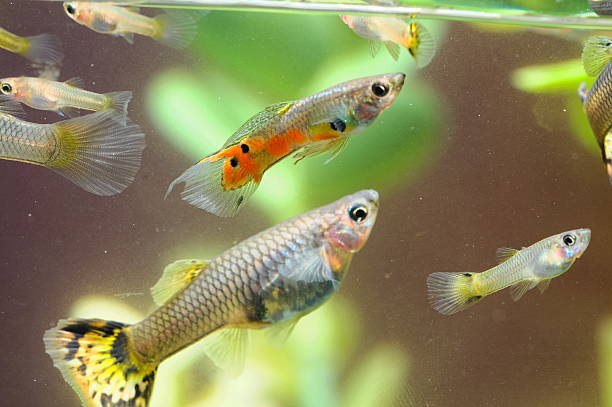 How to Tell If a Guppy Is Pregnant