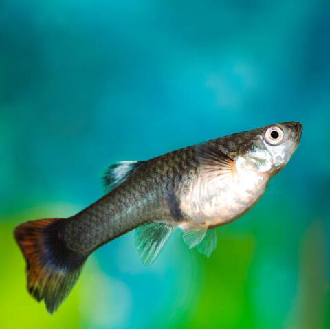 Pregnant Guppy Fish Stages: A Comprehensive Guide (2023)