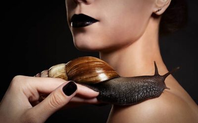 Black Mystery Snail: A Fascinating Aquatic Creature