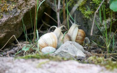 Adjust Them Wisely: Breeding Mystery Snails (2023)