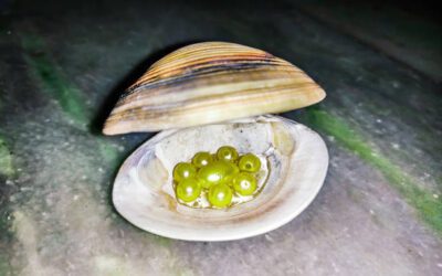 Cracking the Case: Infertile Mystery Snail Eggs Explained (2023)