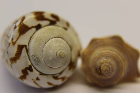 Ivory Mystery Snail Care: A Comprehensive Guide