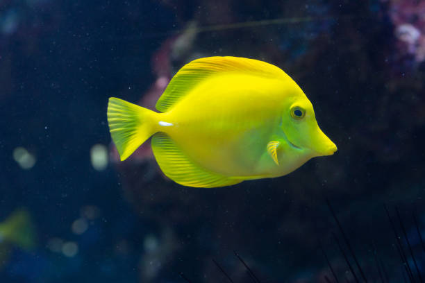 Lemon Oscar Fish