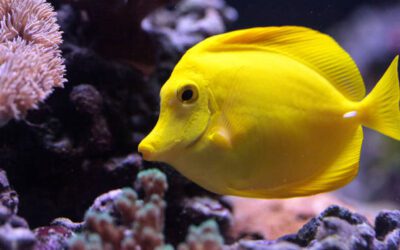 Everything You Need to Know About Lemon Oscar Fish Care