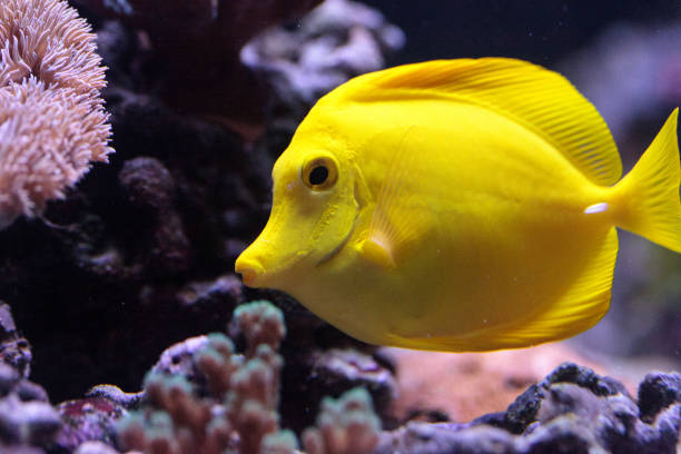 Lemon Oscar Fish