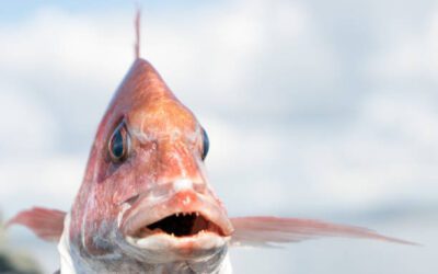 The 5 Amazing Fish with Big Mouth and Teeth