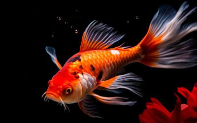 How can you keep a carnival goldfish alive?