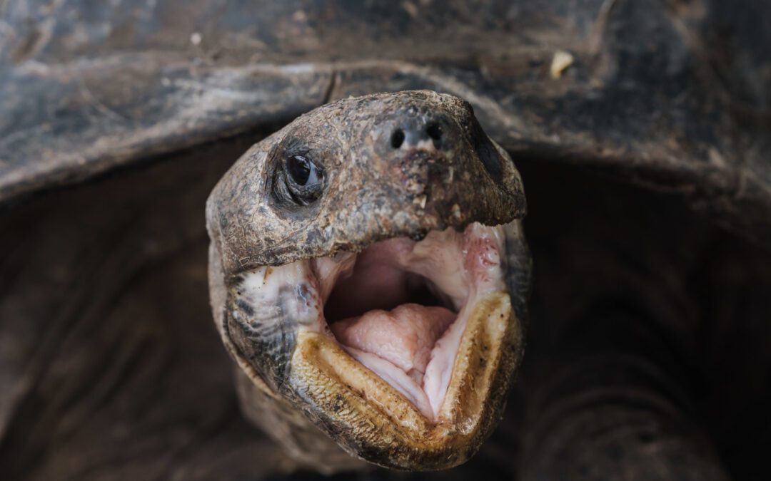 Turtles Have Tongues