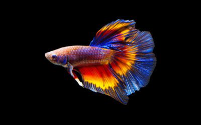 5 Species of Blue Oscar Fish and Their Color Schemes