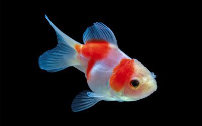 Goldfish Growth: Size, Care, and Habitat Tips